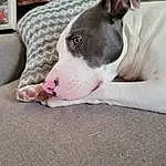 Dog, Dog breed, Jaw, Carnivore, Ear, Grey, Fawn, Companion dog, Comfort, Whiskers, Snout, Bull Terrier, Working Animal, Couch, Giant Dog Breed, Collar, Guard Dog, Canidae, Furry friends