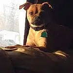 Dog, Dog breed, Carnivore, Whiskers, Comfort, Ear, Companion dog, Fawn, Toy Dog, Tints And Shades, Snout, Working Animal, Window, Canidae, Dog Supply, Furry friends, Chihuahua, Linens, Darkness