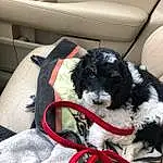 Carnivore, Dog breed, Companion dog, Comfort, Furry friends, Carmine, Canidae, Fashion Accessory, Car Seat, Bag, Pattern, Outdoor Shoe, Athletic Shoe, Walking Shoe, Auto Part, Working Animal