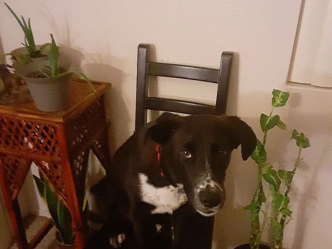 Dog, Plant, Furniture, Table, Picture Frame, Flowerpot, Carnivore, Chair, Working Animal, Dog breed, Houseplant, Fawn, Collar, Companion dog, Wood, Hardwood, Tail, Snout