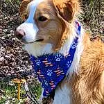 Dog, Carnivore, Plant, Fawn, Dog breed, Companion dog, Whiskers, Snout, Grass, Herding Dog, Furry friends, Working Animal, Electric Blue, Dog Clothes, Canidae, Dog Supply, Adventure, Working Dog, Collar