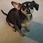 Dog, Carnivore, Chihuahua, Working Animal, Whiskers, Dog breed, Fawn, Companion dog, Toy Dog, Paw, Furry friends, Collar, Terrestrial Animal, Dog Supply, Canidae, Ancient Dog Breeds, Puppy, Working Dog, Non-sporting Group