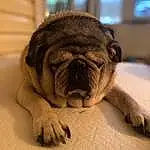 Pug, Dog, Dog breed, Carnivore, Comfort, Wood, Companion dog, Fawn, Wrinkle, Terrestrial Animal, Snout, Ear, Toy Dog, Whiskers, Bored, Hardwood, Working Animal