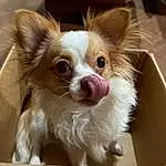 Dog, Carnivore, Dog breed, Papillon, Whiskers, Companion dog, Ear, Fawn, Toy Dog, Snout, Chihuahua, Working Animal, Furry friends, Dog Supply, Canidae, Liver