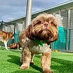 Dog, Sky, Cloud, Dog breed, Carnivore, Liver, Companion dog, Grass, Toy Dog, Terrier, Shih Tzu, Water Dog, Plant, Dog Supply, Canidae, Small Terrier, Tail
