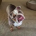 Dog, Carnivore, Dog breed, Fawn, Road Surface, Companion dog, Bulldog, Snout, Wrinkle, Terrestrial Animal, Asphalt, Working Animal, Canidae, Whiskers, Furry friends, Non-sporting Group, Grass, Tail