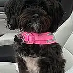 Dog, Dog breed, Carnivore, Collar, Companion dog, Water Dog, Snout, Liver, Dog Collar, Toy Dog, Terrier, Working Animal, Furry friends, Canidae, Small Terrier, Magenta, Maltepoo, Dog Supply, Yorkipoo