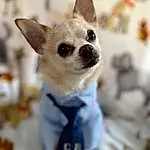 Dog, Dog breed, Carnivore, Chihuahua, Whiskers, Companion dog, Fawn, Ear, Toy Dog, Dog Supply, Snout, Working Animal, Canidae, Furry friends, Russkiy Toy, Corgi-chihuahua, Terrestrial Animal, Puppy, Non-sporting Group