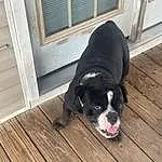 Dog, Wood, Carnivore, Dog breed, Companion dog, Hardwood, Snout, Working Animal, Window, Tail, Wood Stain, Fixture, Laminate Flooring, Plank, Wood Flooring, Furry friends, Pet Supply, Canidae