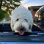 Dog, Cloud, Carnivore, Sky, Dog breed, Hood, Companion dog, Tree, Gas, Snout, Plant, Vehicle, Road Surface, Windshield, Wheel, Working Animal, Automotive Exterior, Windscreen Wiper, Terrier