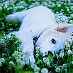 Plant, Felidae, Cat, Flower, Grass, Whiskers, Fawn, Sky, Small To Medium-sized Cats, Petal, Groundcover, Snout, Natural Landscape, Shrub, Spring, Furry friends, Electric Blue, Terrestrial Animal, Tail, Flowering Plant