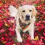 Dog, Flower, Plant, Leaf, Carnivore, Botany, Dog breed, Happy, People In Nature, Grass, Companion dog, Fawn, Petal, Snout, Groundcover, Tree, Spring, Canidae, Natural Landscape