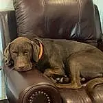 Brown, Dog, Comfort, Carnivore, Liver, Dog breed, Working Animal, Fawn, Companion dog, Armrest, Snout, Dog Collar, Car Seat, Couch, Chair, Vehicle Door, Furry friends, Metal, Studio Couch