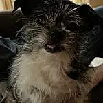 Dog, Dog breed, Carnivore, Working Animal, Companion dog, Toy Dog, Snout, Whiskers, Small Terrier, Terrier, Furry friends, Maltepoo, Canidae, Terrestrial Animal, Biewer Terrier, Non-sporting Group, Shih-poo
