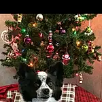 Dog, Christmas Tree, Christmas Ornament, Carnivore, Dog breed, Tartan, Christmas Decoration, Companion dog, Holiday Ornament, Ornament, Pattern, Holiday, Christmas, Event, Plaid, Christmas Eve, Conifer, Furry friends, Interior Design