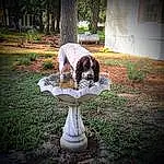 Plant, Dog, Leaf, Carnivore, Tree, Dog breed, Grass, Fawn, Bird Bath, Companion dog, Groundcover, Felidae, Landscape, Lawn Ornament, Tints And Shades, Lawn, Shrub, Tail, Landscaping, Natural Landscape