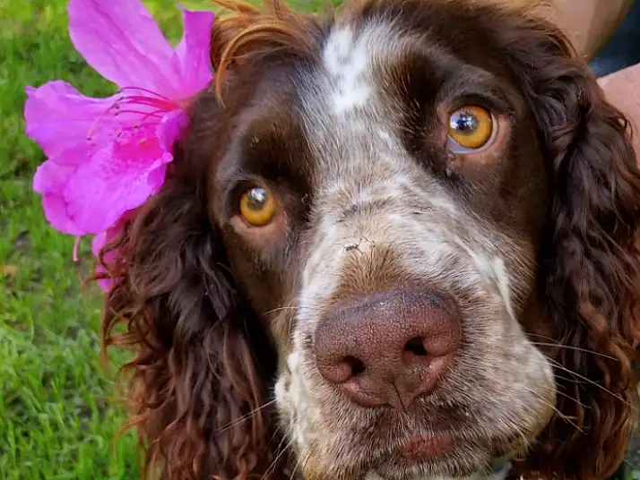 Dog, Pont-audemer Spaniel, Liver, Carnivore, Spaniel, Ear, Companion dog, Dog breed, Snout, Whiskers, Gun Dog, Furry friends, Water Dog, Canidae, Working Animal, Cocker Spaniel, Plant, Hunting Dog