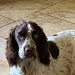 Dog, Dog breed, Carnivore, Liver, Companion dog, Spaniel, Ear, Snout, Gun Dog, Furry friends, Cocker Spaniel, Working Animal, Terrestrial Animal, Canidae, Whiskers, Bored, Russian Spaniel, Hunting Dog