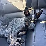 Dog, Carnivore, Dog breed, Grey, Automotive Tire, Companion dog, Snout, Whiskers, Canidae, Toy Dog, Furry friends, Vehicle Door, Auto Part, Comfort, Working Dog, Working Animal