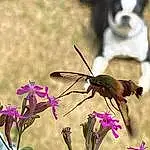 Flower, Plant, Pollinator, Arthropod, Insect, Dog, Petal, Carnivore, Butterfly, Moths And Butterflies, Companion dog, Flowering Plant, Toy Dog, Herbaceous Plant, Working Animal, Grass, Dog breed, Spring, Tail