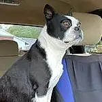 Dog, Carnivore, Collar, Fawn, Dog breed, Companion dog, Working Animal, Whiskers, Boston Terrier, Chair, Terrestrial Animal, Dog Collar, Non-sporting Group, Window