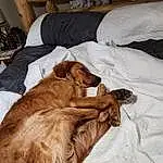 Dog, Dog breed, Ear, Comfort, Liver, Carnivore, Gesture, Companion dog, Working Animal, Fawn, Whiskers, Wrinkle, Felidae, Snout, Canidae, Furry friends, Linens, Small To Medium-sized Cats, Wood