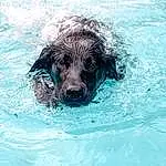 Water, Dog, Carnivore, Dog breed, Liquid, Companion dog, Snout, Water Dog, Working Animal, Lake, Labradoodle, Circle, Retriever, Terrier, Canidae, Ocean, Bathing, Small Terrier