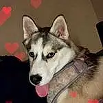 Dog, Carnivore, Dog breed, Sled Dog, Snout, Companion dog, Working Animal, Siberian Husky, Furry friends, Art, Canidae, Recreation, Terrestrial Animal, Working Dog, Canis, Non-sporting Group, Wolf, Ancient Dog Breeds