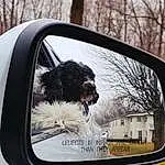 Dog, Vroom Vroom, Automotive Side-view Mirror, Sky, Car, Automotive Mirror, Carnivore, Tree, Mirror, Automotive Exterior, Mode Of Transport, Dog breed, Vehicle Door, Rear-view Mirror, Automotive Design, Companion dog, Tints And Shades, Auto Part, Automotive Lighting, Automotive Window Part