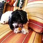 Dog, Dog breed, Carnivore, Wood, Companion dog, Toy Dog, Snout, Tints And Shades, Hardwood, Working Animal, Furry friends, Wood Stain, Canidae, Laminate Flooring, Wood Flooring, Varnish, Liver, Terrier