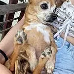 Dog, Dog breed, Carnivore, Ear, Fawn, Companion dog, Snout, Terrestrial Animal, Whiskers, Toy Dog, Dog Supply, Chihuahua, Furry friends, Canidae, Paw, Corgi-chihuahua, Watch, Working Animal, Chair