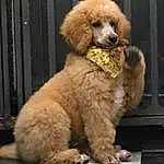 Dog, Water Dog, Dog breed, Carnivore, Companion dog, Fawn, Working Animal, Poodle, Canidae, Furry friends, Liver, Tail, Standard Poodle, Poodle Crossbreed, Toy Dog, Door, Puppy, Non-sporting Group, Labradoodle