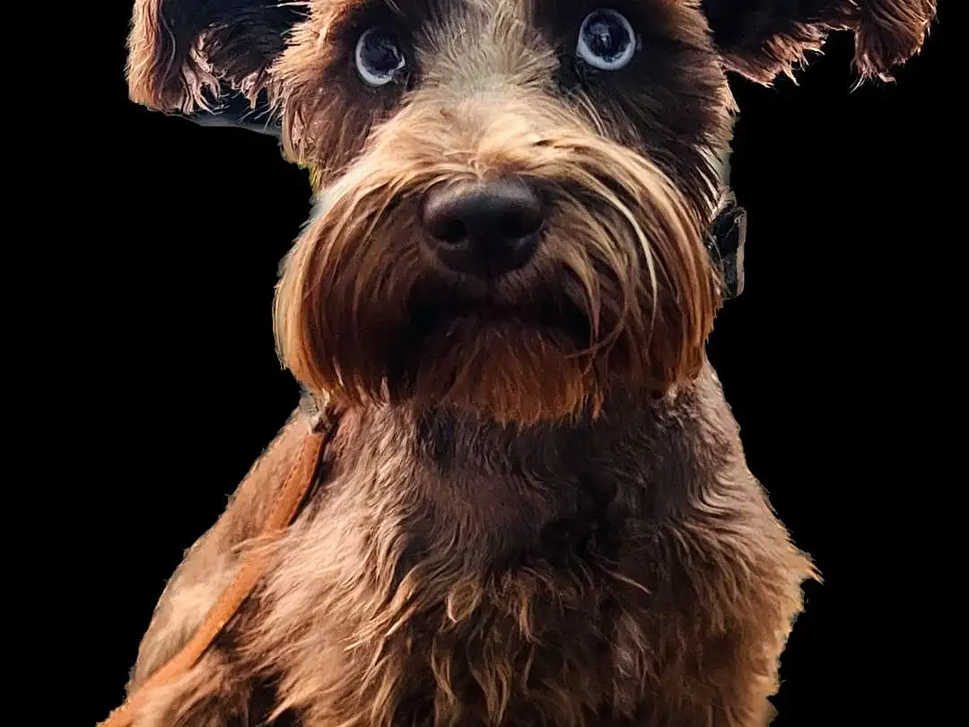 Dog, Dog breed, Carnivore, Companion dog, Fawn, Snout, Standard Schnauzer, Toy Dog, Schnauzer, Terrier, Working Animal, Canidae, Small Terrier, Biewer Terrier