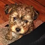 Dog, Dog breed, Carnivore, Companion dog, Toy Dog, Snout, Small Terrier, Terrier, Wood, Furry friends, Canidae, Hardwood, Yorkipoo, Maltepoo, Biewer Terrier, Poodle Crossbreed, Dog Supply, Working Animal, Water Dog