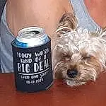 Dog, Tin, Dog breed, Carnivore, Aluminum Can, Beverage Can, Tin Can, Companion dog, Dog Supply, Toy Dog, Table, Drink, Beer, Small Terrier, Metal, Canidae, Terrier, Cylinder, Font