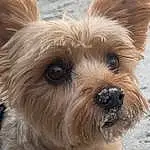 Dog, Dog breed, Liver, Carnivore, Companion dog, Toy Dog, Snout, Small Terrier, Terrier, Canidae, Working Animal, Furry friends, Biewer Terrier, Yorkshire Terrier, Whiskers, Maltepoo, Yorkipoo, Dog Collar, Terrestrial Animal