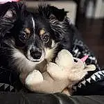 Dog, Dog breed, Carnivore, Whiskers, Companion dog, Toy Dog, Snout, Canidae, Bored, Furry friends, Herding Dog, Working Dog, Puppy, Paw, Working Animal