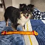 Dog, Dog breed, Carnivore, Dog Supply, Companion dog, Snout, Sports Equipment, Papillon, Toy Dog, Canidae, Herding Dog, Pet Supply, Working Animal, Bowl, Recreation, Biting, Working Dog, Furry friends, Puppy