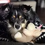 Dog, Papillon, Carnivore, Whiskers, Companion dog, Toy Dog, Dog breed, Canidae, Bored, Ball, Paw, Dog Supply, Furry friends, Herding Dog, Working Dog, Puppy, Bowl