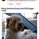 Dog, Carnivore, Font, Screenshot, Companion dog, Working Animal, Dog breed, Water Dog, Liver, Photo Caption, Terrier, Furry friends, Giant Dog Breed, Dog Supply, Small Terrier