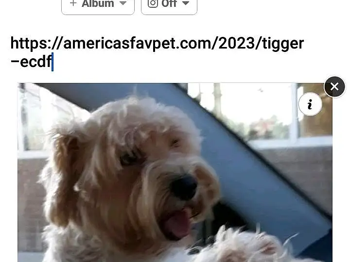 Dog, Carnivore, Font, Screenshot, Companion dog, Working Animal, Dog breed, Water Dog, Liver, Photo Caption, Terrier, Furry friends, Giant Dog Breed, Dog Supply, Small Terrier