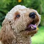 Dog, Carnivore, Dog breed, Fawn, Companion dog, Snout, Water Dog, Poodle, Terrier, Grass, Canidae, Terrestrial Animal, Toy Dog, Furry friends, Working Animal, Small Terrier, Maltepoo