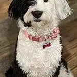 Dog, Carnivore, Dog breed, Water Dog, Companion dog, Toy Dog, Dog Collar, Working Animal, Terrier, Snout, Collar, Small Terrier, Canidae, Furry friends, Maltepoo, Pattern, Mal-shi, Shih-poo, Non-sporting Group