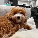 Dog, Dog breed, Carnivore, Comfort, Working Animal, Liver, Companion dog, Fawn, Dog Supply, Toy Dog, Snout, Canidae, Terrier, Furry friends, Puppy love, Chair, Small Terrier, Poodle, Toy