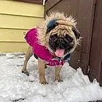 Eyes, Dog, Snow, Carnivore, Wood, Dog breed, Fawn, Companion dog, Window, Felidae, Tints And Shades, Snout, Collar, Tail, Working Animal, Furry friends, Magenta, Door, Freezing