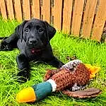 Dog, Carnivore, Dog breed, Grass, Fence, Fawn, Dog Supply, Companion dog, Collar, Working Animal, Plant, Home Fencing, Dog Collar, Lawn, Tail, Glove, Personal Protective Equipment, Retriever, Guard Dog