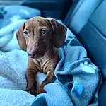 Comfort, Fawn, Wood, Wrinkle, Linens, Dog breed, Companion dog, Electric Blue, Felidae, Tree, Bedding, Nail, Terrestrial Animal, Small To Medium-sized Cats, Bed Sheet, Canidae, Furry friends, Bed, Nap, Room