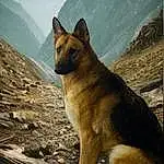 Dog, Carnivore, Dog breed, Fawn, Terrestrial Animal, Mountain, Snout, Landscape, Canidae, Herding Dog, Tail, Rock, Sky, Canis, Whiskers, Working Dog, Wood, German Shepherd Dog, Ancient Dog Breeds