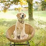Plant, Dog, Carnivore, Tree, Sunlight, Grass, Fawn, Chair, Dog breed, Companion dog, Outdoor Furniture, Wood, Dog Collar, Water, Tail, Working Animal, Pet Supply, Landscape, Garden