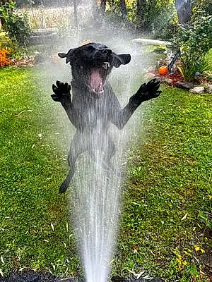 Name Labrador Retriever Dog Delilah